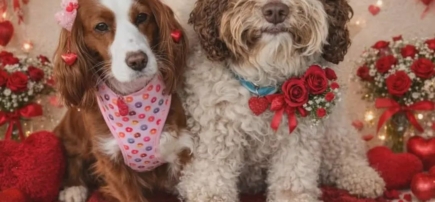 Pawfect Pups Labradoodle Breeders