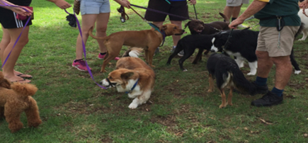 Woodville Community Dog Training Centre Inc