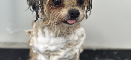 Furry Fix Dog Studio (Mobile Grooming)