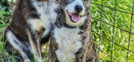 Mutts Manners and Obedience