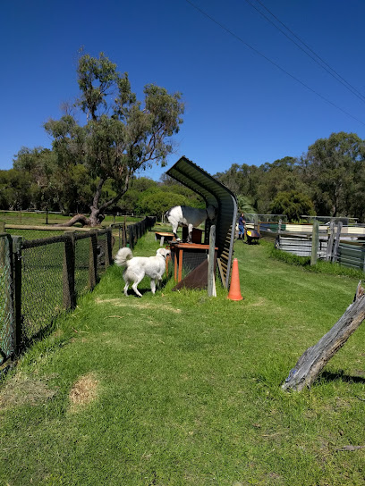 SAFE Perth – Saving Perth Animals from Euthanasia