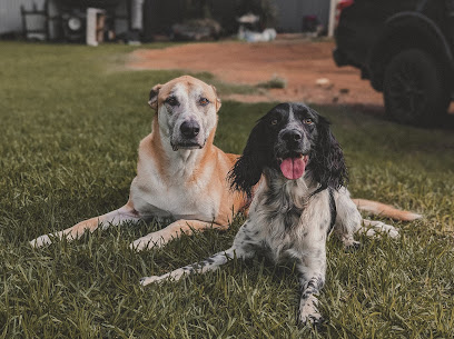 The Holistic Hound Dog Training