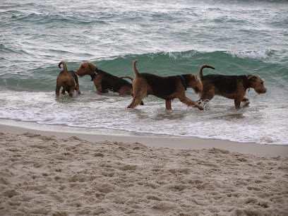 Paw Behaviour Dog Training