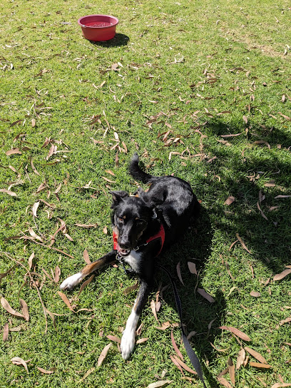 Canine Interaction