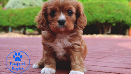 PawPrint Puppies