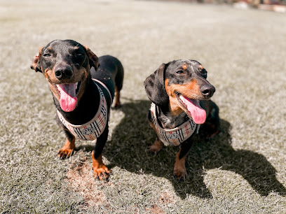 Dr Doolittle Dog Walkers