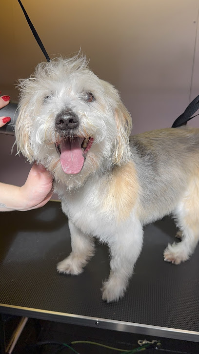 Scruff Pups Salon