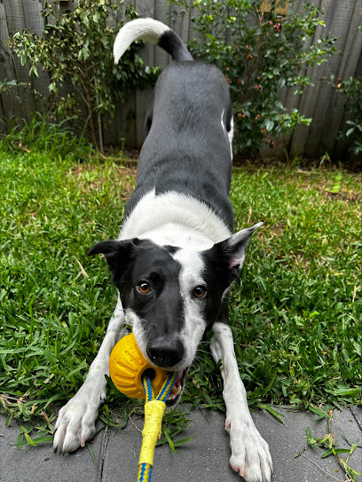 Leash Leaders – Dog Walking Adventures