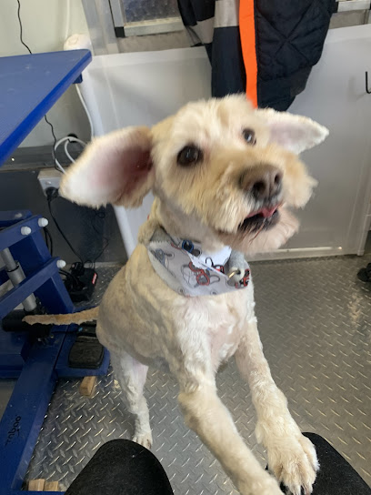 Poochi Grooming