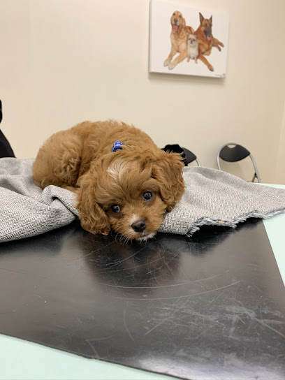 Bedford-Dianella Vet Centre