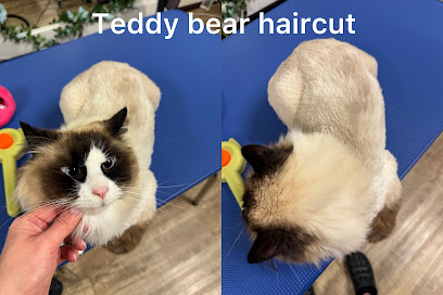 Velvet Paws Cat Grooming Greenvale – Vet Qualified