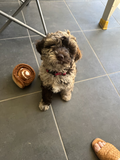 Rockford Labradoodles