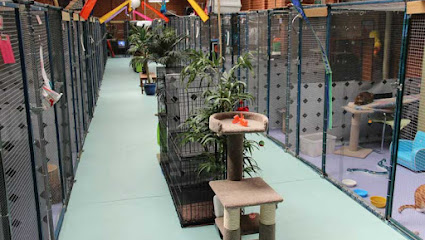 Cloud Nine Cat Resort