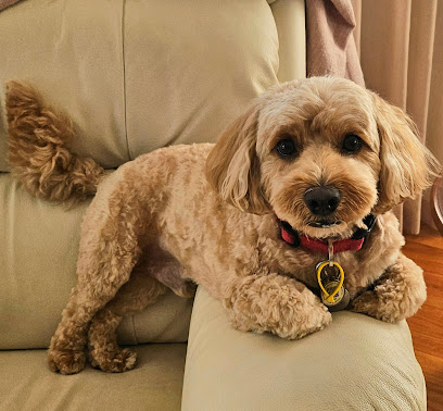 Pet Fresh Grooming Gallery | Midland
