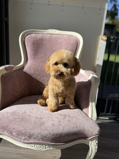 Doggy Dog Grooming