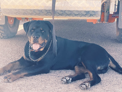 Kali kennels