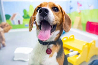 Paws Dog Day Care & Grooming