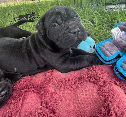 Criticalmass Cane Corso
