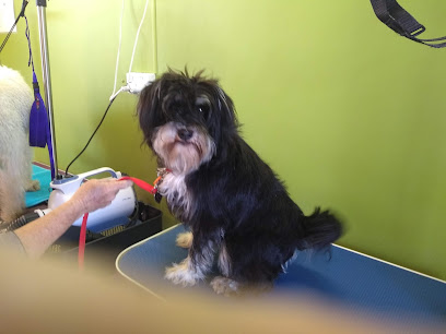 All Dogged Out Pet Grooming