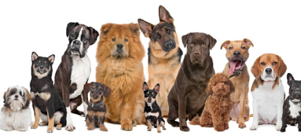 K9 Makeover Dog Grooming