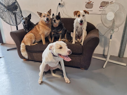 Drysdale Doggy Daycare