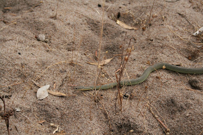 Snake ResQ