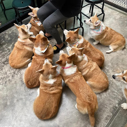 Pembroke Corgi Puppies for Sale