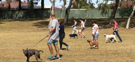 Leader of the Pack Dog Training