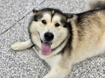 PAWPAW LAND Doggy Daycare & Grooming