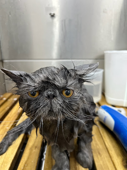Fantastic Felines Cat Grooming
