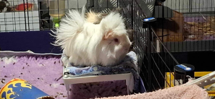 Happy Taters Guinea Pig Boarding