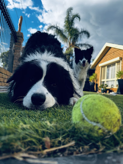 Happy Paws Pets