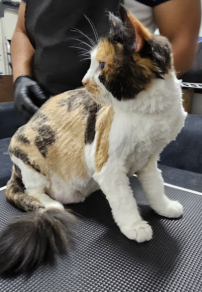 Little Paws Cat Grooming