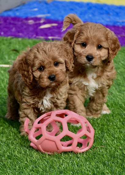 Banksia Park Puppies – Head Office