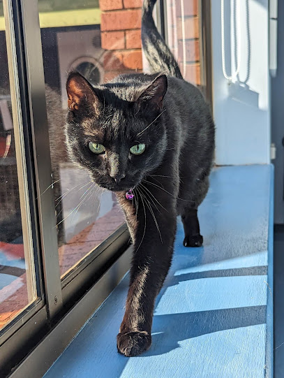 Animalia Vet Clinic (& Cattery)