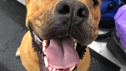 Jim’s Dog Wash and Grooming Plympton