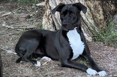 Alpha Boarding Kennels