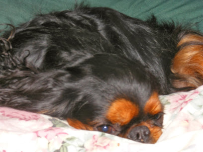 Delsasse for Dogs