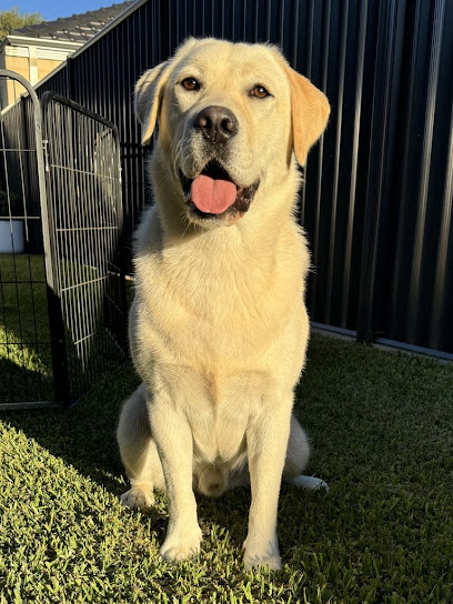 Pedigree Labradors Kooribinjal