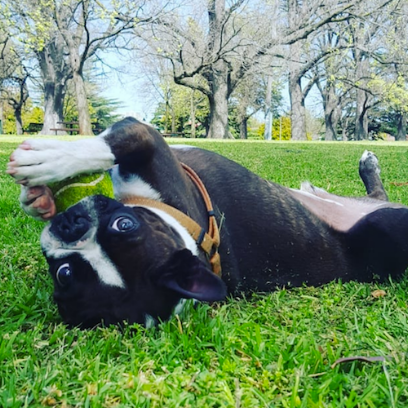 Katharine’s Dog Walking and Pet Care