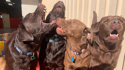PawPals DayCare
