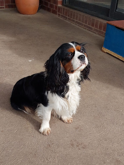 Prestige Stud Dog Services – Cavalier & Poodle Studs
