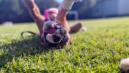 Melbourne Dog Trainers