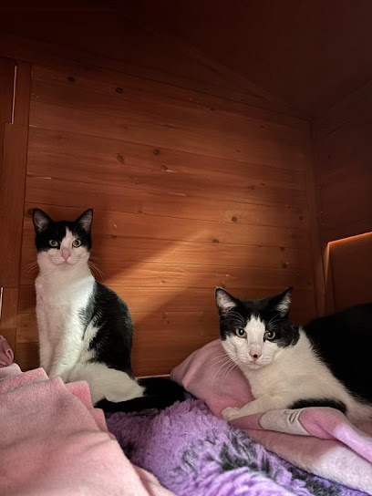 Cat Napping Suburban Retreat