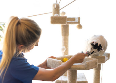 Cats in the City Vetwest Wanneroo