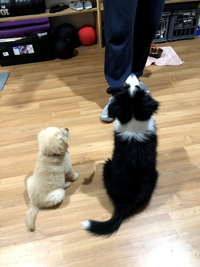Superior K9s Dog Training