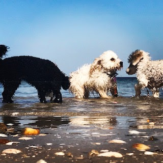 Melbourne Dogs Just Wanna Have Fun