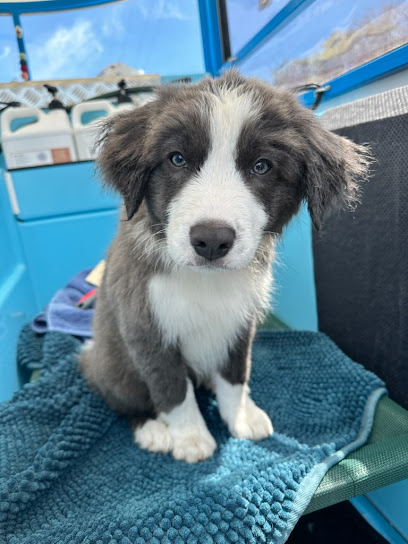 Aussie Pooch Mobile Dog Wash Wembley Downs