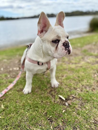 Mightyburns Bulls French Bulldogs
