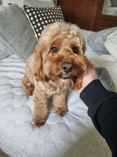 Wag & Wave Elwood Grooming